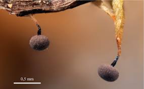 Attēlu rezultāti vaicājumam “Comatricha alta macro”