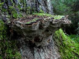 Attēlu rezultāti vaicājumam “Phellinus chrysoloma”