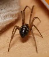 Attēlu rezultāti vaicājumam “Steatoda grossa female”