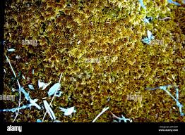 Attēlu rezultāti vaicājumam “Sphagnum fuscum”