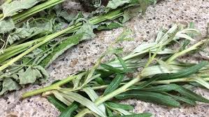 Attēlu rezultāti vaicājumam “Hippophae rhamnoides leaf”