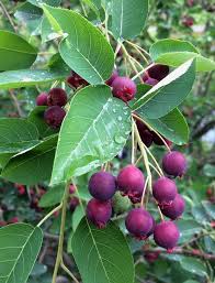 Attēlu rezultāti vaicājumam “Amelanchier spicata fruit”
