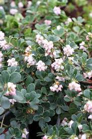 Attēlu rezultāti vaicājumam “Arctostaphylos uva-ursi”
