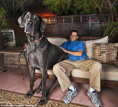 Le plus gros chien du monde ? - Page 2 Images?q=tbn:ANd9GcTD8x_BEQMqy1ZUSTFBaSST-RE78rVWN59zX0TlPof96cXyBSrmvA