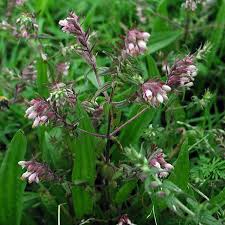Attēlu rezultāti vaicājumam “Odontites vulgaris flower”