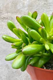 Image result for Crassula hobbit