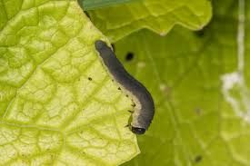 Attēlu rezultāti vaicājumam “Mellicta athalia larva”