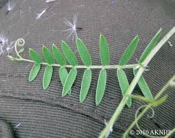 Attēlu rezultāti vaicājumam “Vicia cracca bud”