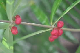 Attēlu rezultāti vaicājumam “Polygonatum multiflorum  fruit”