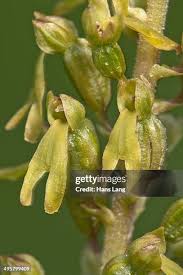 Attēlu rezultāti vaicājumam “Listera ovata flower”