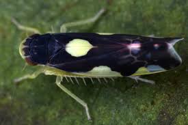 Attēlu rezultāti vaicājumam “Eupteryx vittata”