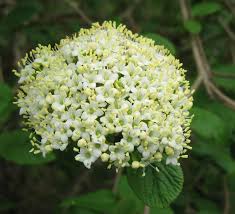 Attēlu rezultāti vaicājumam “Viburnum lantana  flower”