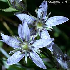 Attēlu rezultāti vaicājumam “Swertia perennis flower”