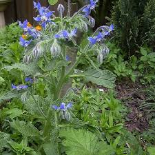 Image result for Borago officinalis