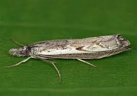 Attēlu rezultāti vaicājumam “Platytes alpinella”