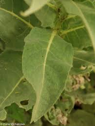 Attēlu rezultāti vaicājumam “Verbascum densiflorum leaf”