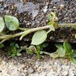 Attēlu rezultāti vaicājumam “Cerastium semidecandrum leaf”