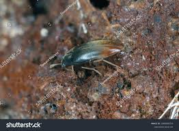 Attēlu rezultāti vaicājumam “Melandryidae”