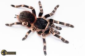 Znalezione obrazy dla zapytania geniculata