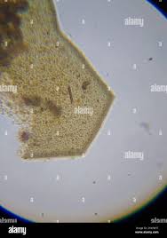 Attēlu rezultāti vaicājumam “Licea minima”