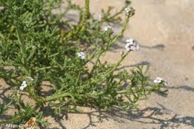 Attēlu rezultāti vaicājumam “Cakile maritima subsp. baltica”