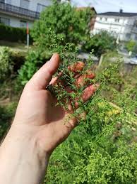 Image result for Artemisia annua