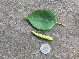 Attēlu rezultāti vaicājumam “Betula papyrifera leaf”