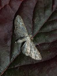 Attēlu rezultāti vaicājumam “Eupithecia subumbrata”