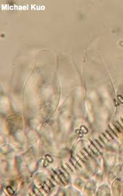 Attēlu rezultāti vaicājumam “Stropharia hornemannii”