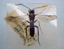 Attēlu rezultāti vaicājumam “Tenthredo mandibularis”