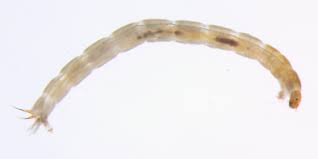Attēlu rezultāti vaicājumam “Chironomidae larvae”