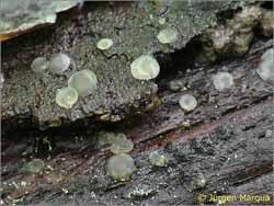 Attēlu rezultāti vaicājumam “Hyalorbilia inflatula”