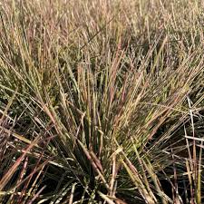 Attēlu rezultāti vaicājumam “Deschampsia cespitosa”