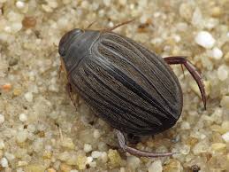 Attēlu rezultāti vaicājumam “Rhantus frontalis”