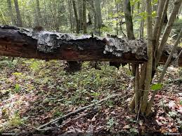 Attēlu rezultāti vaicājumam “Heterotrichia oerstedii (syn. Arcyria oerstedii)”