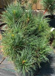 Attēlu rezultāti vaicājumam “Pinus cembra”