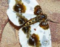 Attēlu rezultāti vaicājumam “Abraxas sylvata imago”