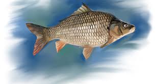 Image result for Carpiodes cyprinus