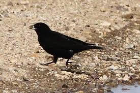 Image result for Melanocorypha yeltoniensis