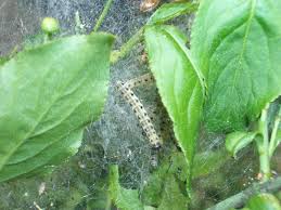 Attēlu rezultāti vaicājumam “Yponomeuta malinellus / cagnagella imago”