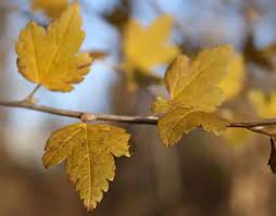 Attēlu rezultāti vaicājumam “Ribes alpinum leaf”