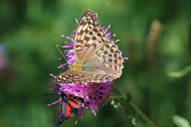 Attēlu rezultāti vaicājumam “Argynnis paphia female”