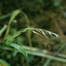 Attēlu rezultāti vaicājumam “Festuca gigantea”