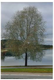 Attēlu rezultāti vaicājumam “Salix alba var. sericea”