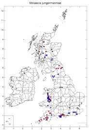Attēlu rezultāti vaicājumam “Mniaecia jungermanniae”