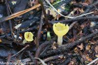 Attēlu rezultāti vaicājumam “Sowerbyella radiculata”