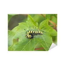 Attēlu rezultāti vaicājumam “Acronicta alni larva”