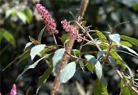 Attēlu rezultāti vaicājumam “Phytolaccaceae”