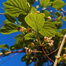 Attēlu rezultāti vaicājumam “Schisandra chinensis flower”
