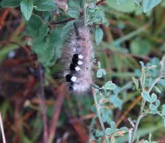 Attēlu rezultāti vaicājumam “Gynaephora selenitica larva”